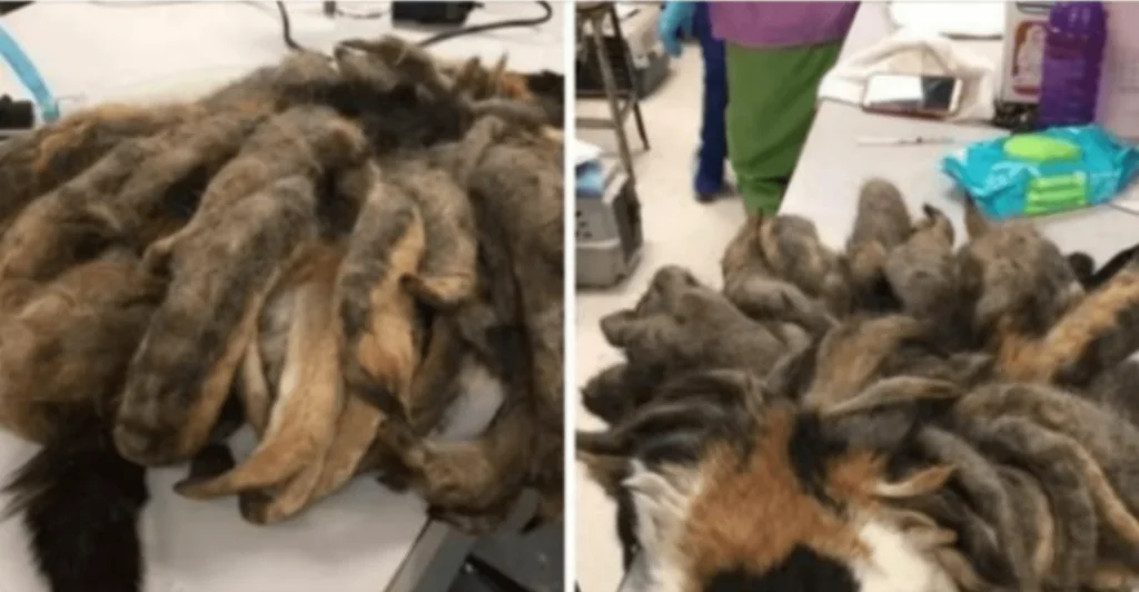 The Unbelievable Transformation of Hidey the Cat…